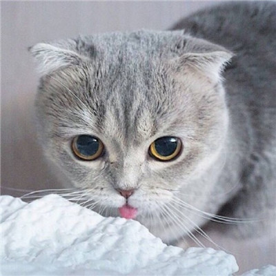 2023美丽漂亮的猫猫头像图片(优选18张)