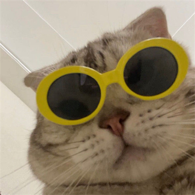 2023美丽漂亮的猫猫头像图片(优选18张)