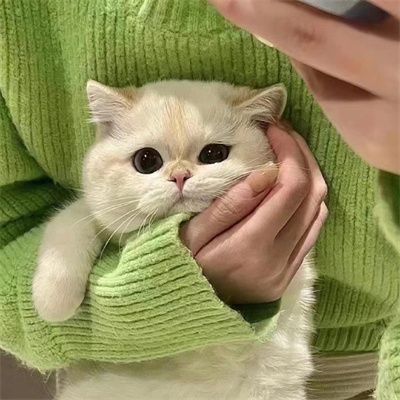 2023美丽漂亮的猫猫头像图片(优选18张)