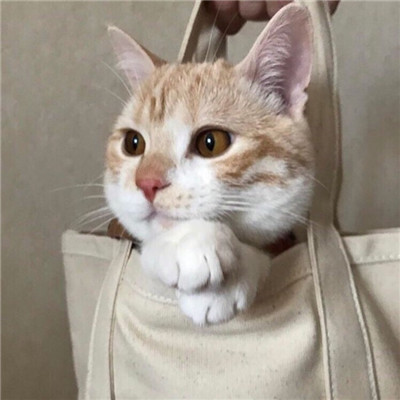 2023美丽漂亮的猫猫头像图片(优选18张)