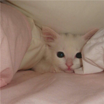 2023美丽漂亮的猫猫头像图片(优选18张)