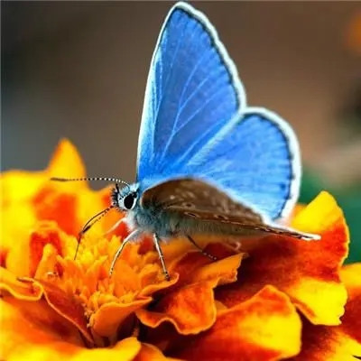 最吉祥最好运的头像(精选18张)