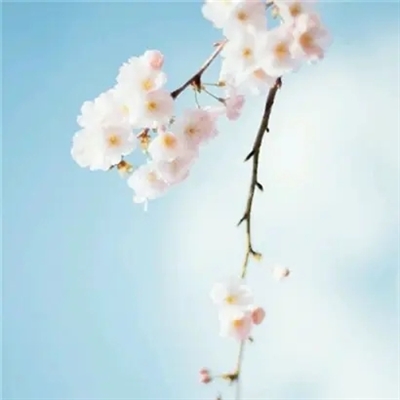 50岁女性微信头像女生简单大方(优选20张)