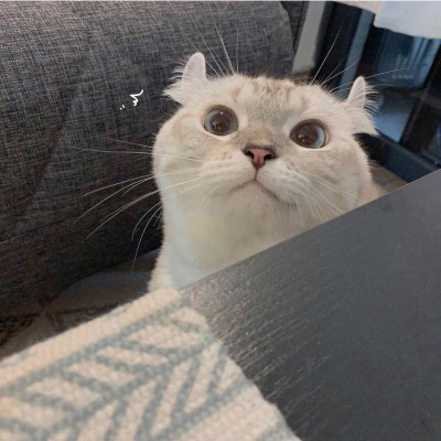 好看的狗狗微信头像(18张)