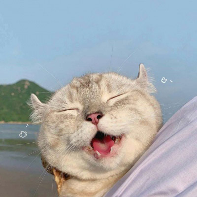 好看的狗狗微信头像(18张)