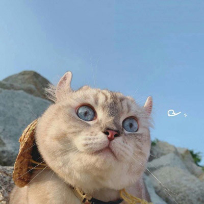 好看的狗狗微信头像(18张)