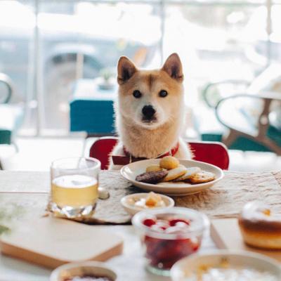 好看的狗狗微信头像(18张)