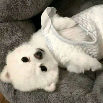 好看的狗狗微信头像(18张)