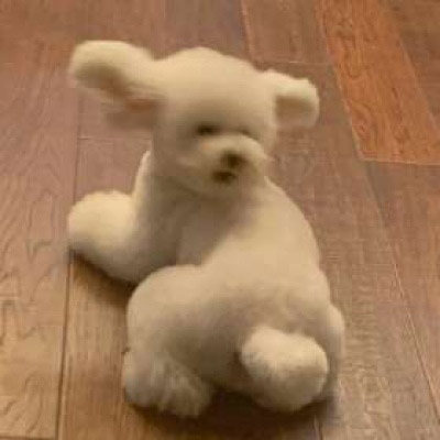 好看的狗狗微信头像(18张)