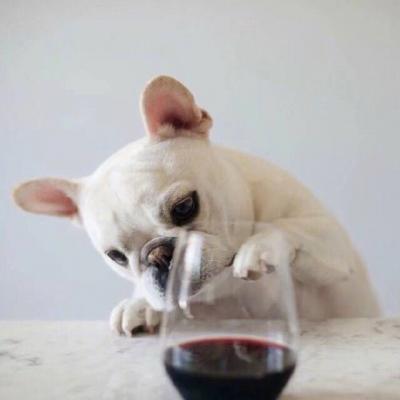 好看的狗狗微信头像(18张)