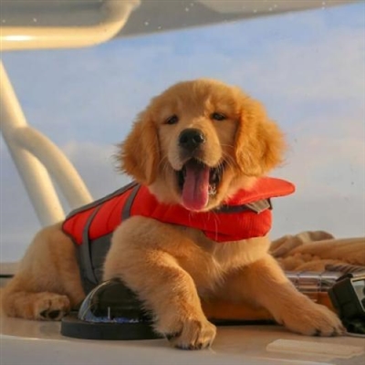 好看的狗狗微信头像(18张)