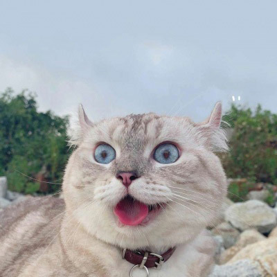 好看的狗狗微信头像(18张)