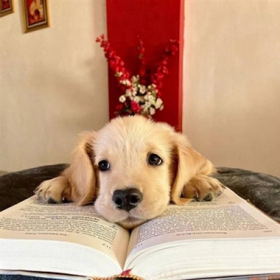 好看的狗狗微信头像(18张)