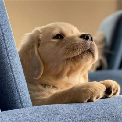 好看的狗狗微信头像(18张)