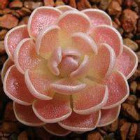 40一45岁女人微信头像风景(共32张)