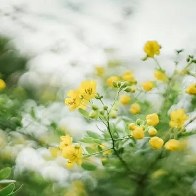 40一45岁女人微信头像风景(共32张)