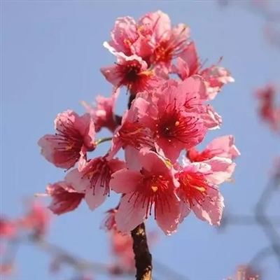 40一45岁女人微信头像风景(共32张)