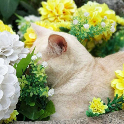 40一45岁气质女人头像(共30张)