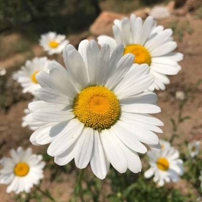 50岁有气质女人头像(共20张)