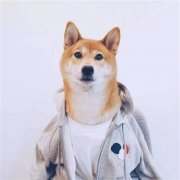 2023最火宠物头像(精选12张)