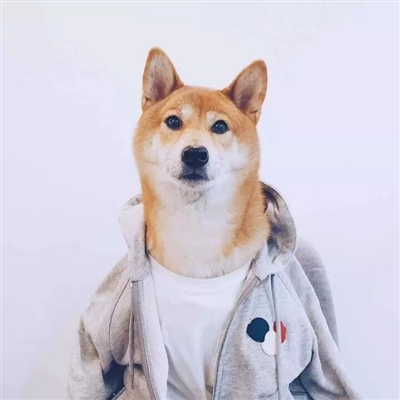 2023最火宠物头像(精选12张)