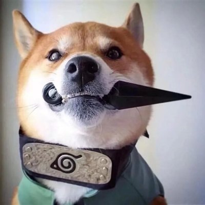 2023最火宠物头像(精选12张)