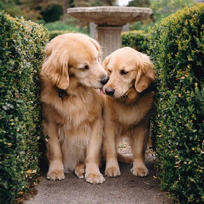 2023最火宠物头像(精选12张)