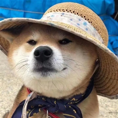 2023最火宠物头像(精选12张)