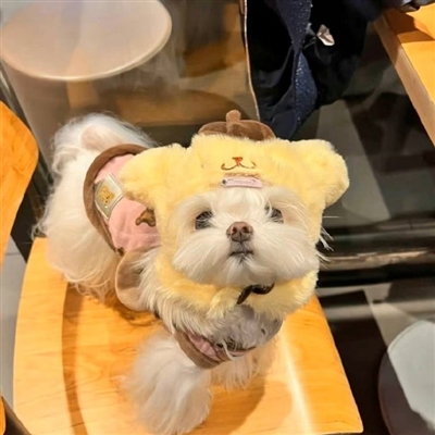 2023最火宠物头像(精选12张)