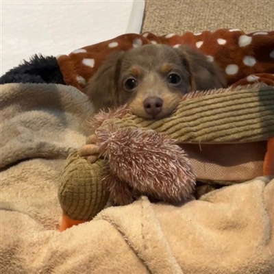 2023最火宠物头像(精选12张)