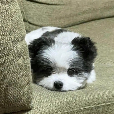 2023最火宠物头像(精选12张)