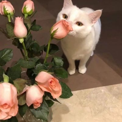 萌萌哒猫咪头像精选(优选18张)