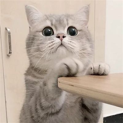 萌萌哒猫咪头像精选(优选18张)