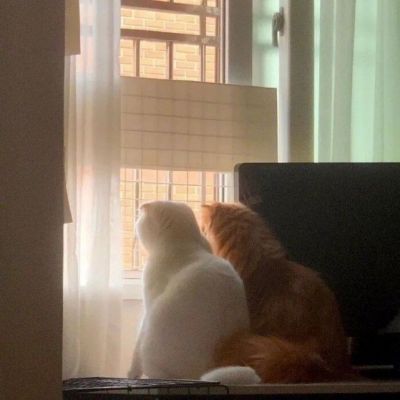 萌萌哒猫咪头像精选(优选18张)