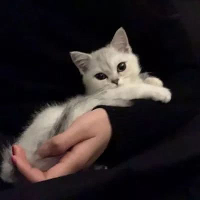 萌萌哒猫咪头像精选(优选18张)