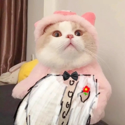 萌萌哒猫咪头像精选(优选18张)