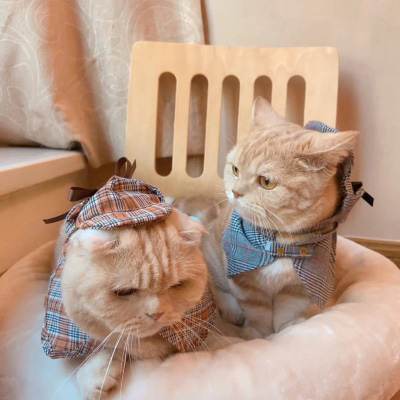 萌萌哒猫咪头像精选(优选18张)