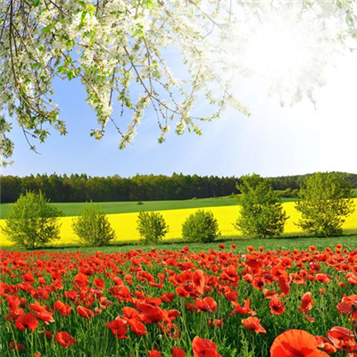 吉利富贵微信头像风景图片(18张)