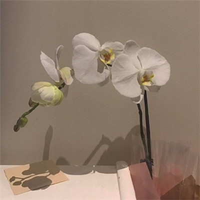 2023年微信头像最吉利好运图片女(18张)