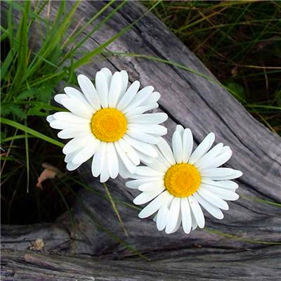 2023年微信头像最吉利好运图片(精选16张)