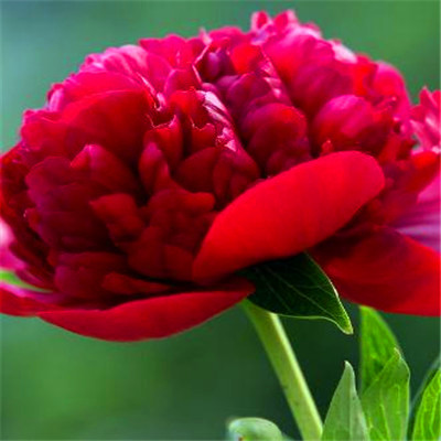 2023年微信头像最吉利好运图片(精选16张)