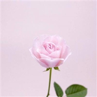 202年微信头像流行(共16张)