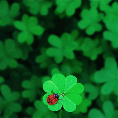 2023年自带好运头像(共18张)