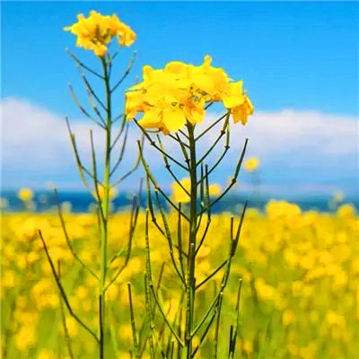 2023年最有财气的微信头像(共18张)