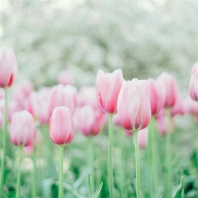 2023适合永久做头像的图片(优选32张)