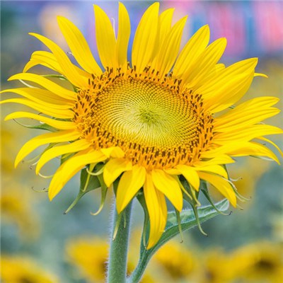 2023年最火爆微信头像女(20张)