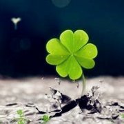 微信头像图片大全清新四叶草(精选18张)