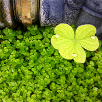 微信头像图片大全清新四叶草(精选18张)