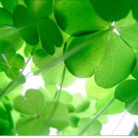 微信头像图片大全清新四叶草(精选18张)