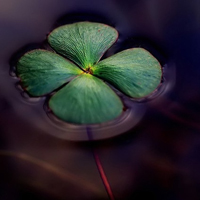 微信头像图片大全清新四叶草(精选18张)